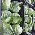 Shandong Fresh Vegetables Green Round Cabbage for Sale